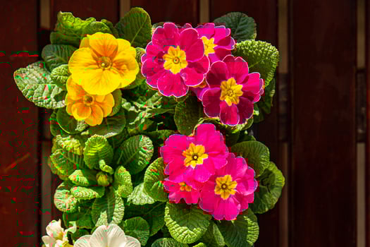 primrose flowers in flower pot outdoor beautiful blooming garden street flower vegetation photo