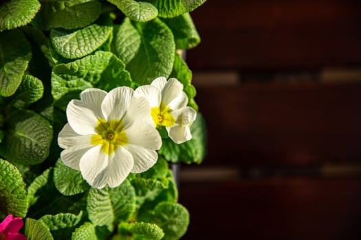 primrose flowers in flower pot outdoor beautiful blooming garden street flower vegetation photo