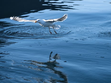 Seagulls takes off in the fjord. Water drops splash in dynamic movement of sea bird. photo