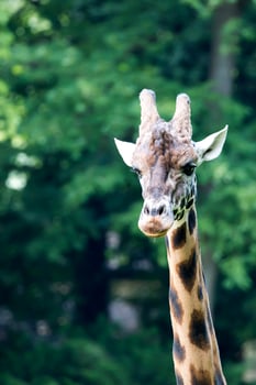 Giraffe in the wild photo