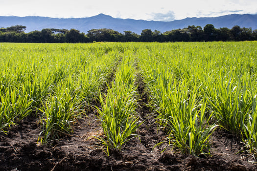 Sugar cane field and the majestic mountains at the Valle del Cauca region in Colombia photo