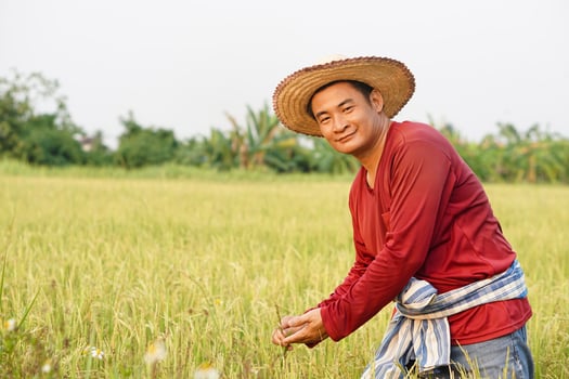 Handsome Asian farmer wears hat, red shirt, inspect rice plants  at paddy field. Confident. Concept, agriculture occupation, farmer grow organic rice. Take care of crops. Thai farmer. photo