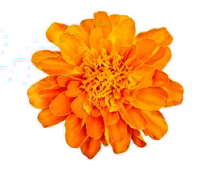 Orange Marigold flower,Tagetes erecta, isolated on white background with clipping path photo