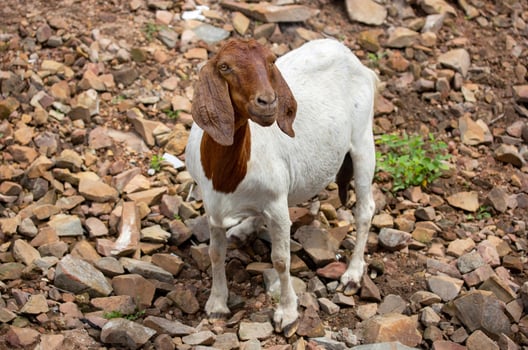 goat standing on nature in the thailand countryside photo