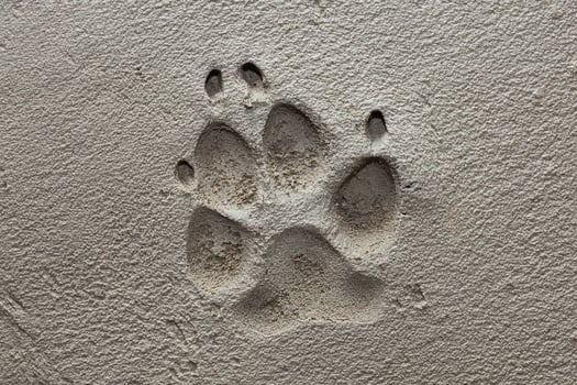 Dog paw footprint on fresh cement photo