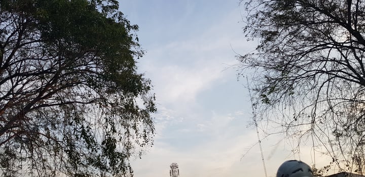 Trees with very lush leaves and twigs with blue sky and white clouds in the background. photo