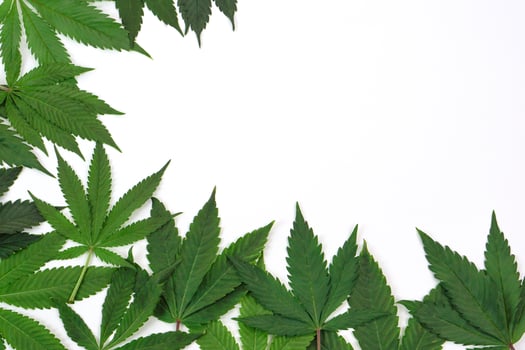 Fresh cannabis leaf or marijuana on white background. Nature, medicine concept and layout of a frame made of cannabis leafs. photo