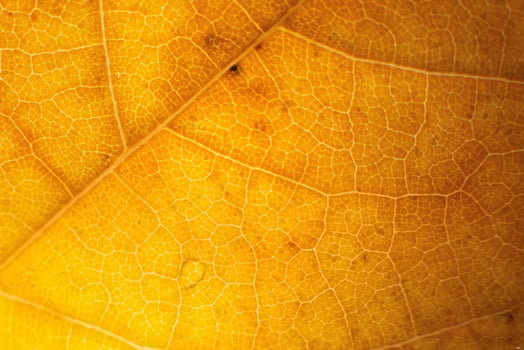 Macro photo of microscopic organic autumn foliage. yellow leaf texture background.