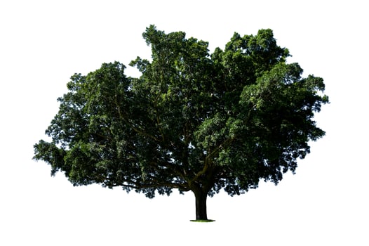 big tree isolated on white background photo