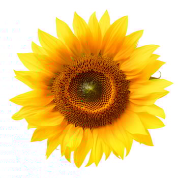 Yellow sunflower flower. photo
