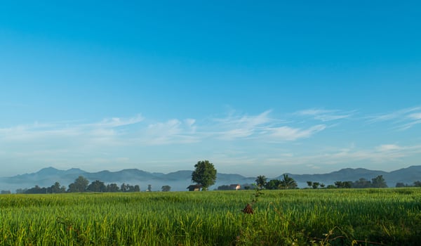 rice fields and cloud blue sky photo