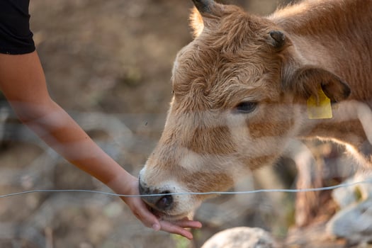 Busha breed, small short-horned cattle cow on free range farm getting feed by man photo