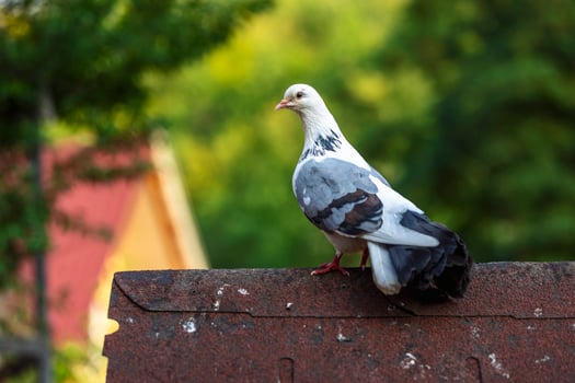 Close up of a pigeon photo