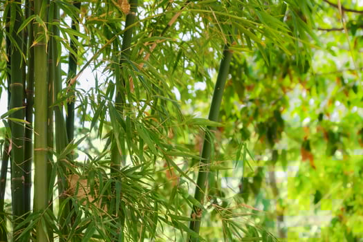 bamboo tree park outdoor nature photo