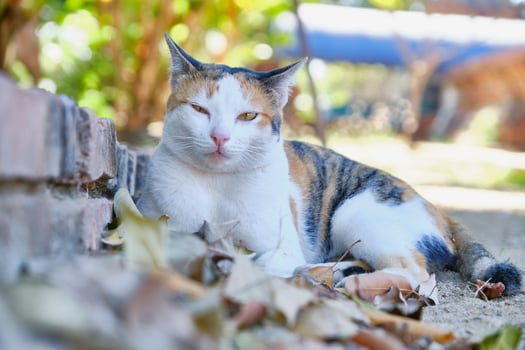 Cat on dry leaves in autumn photo