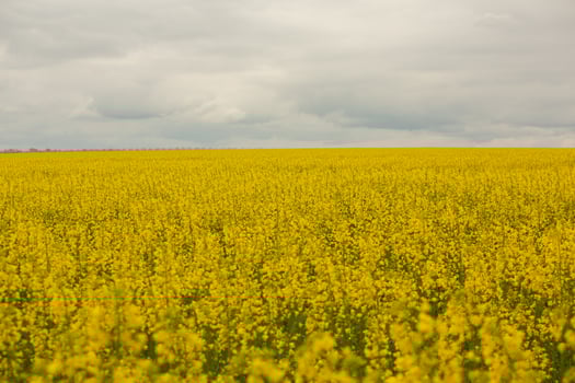 Rapeseed field with yellow. canola field in bloom in spring. Plant for green energy. Biofuel produced from rapeseed photo