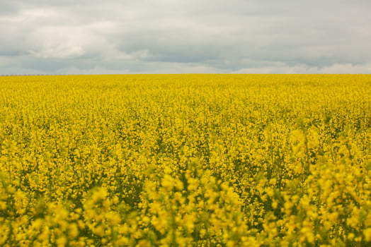Rapeseed field with yellow. canola field in bloom in spring. Plant for green energy. Biofuel produced from rapeseed photo