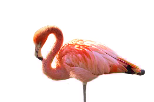 Flamingo, isolated, detached, to edit. pink red bird. Elegant plumage. Tropical bird photo