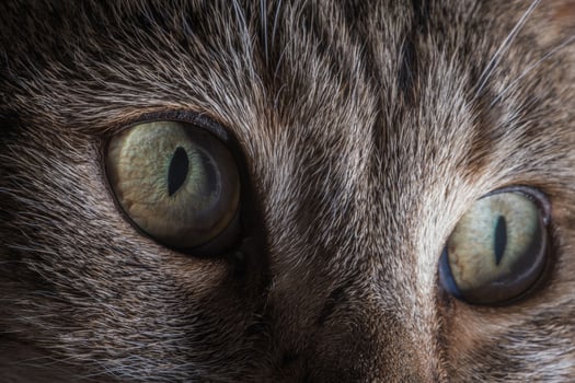 House Cat Eyes Detailed Close Up photo