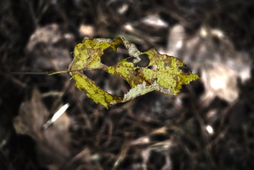 A dead yellow leaf with holes hanging over the brown dry leaves forest carpet on a spider web in scarce sun light photo