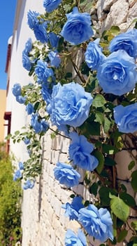 Climbing blue roses on the wall Sunny weather. photo