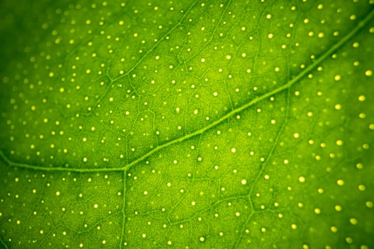 Green Leaf Macro Texture Background photo