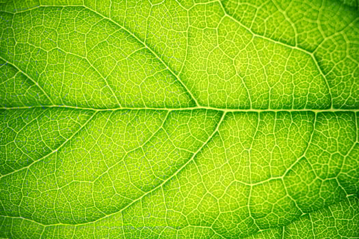 Green Leaf Macro Texture Background photo
