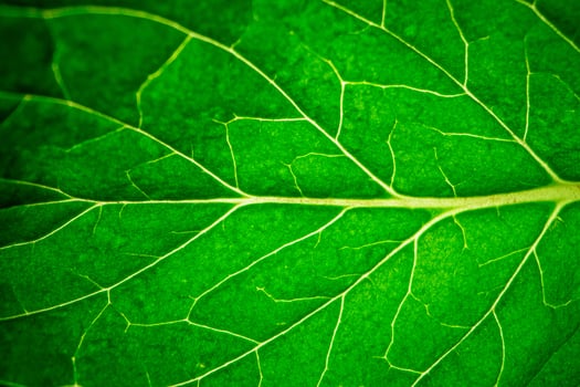 Green Leaf Macro Texture Background photo