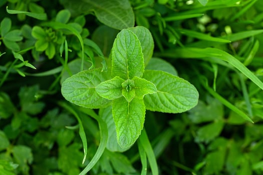 Wild Mint Mentha Arvensis Close up photo