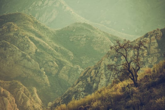 Lonely Tree in Santa Monica Mountains photo