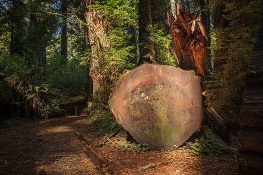 Durable Redwood Tree Timber photo