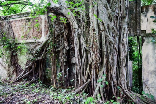 Trees and roots growing over an abanonded house in Armero Town after 37 years of the tragedy caused by the Nevado del Ruiz Volcano in 1985 photo