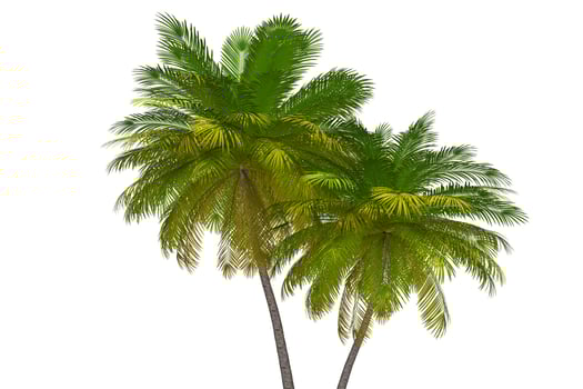 Tropical Palm Trees 3D Illustration photo
