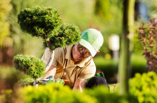Professional Gardener Pruning the Decorative Tree photo