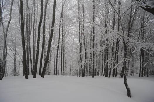 During a heavy snowfall photo