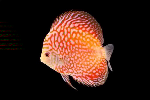 Discus Fish on Black Backgroung photo