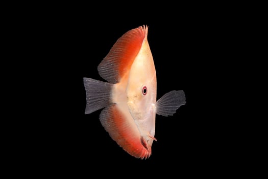 Discus Fish on Black Backgroung photo