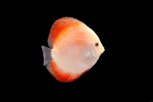 Discus Fish on Black Backgroung photo