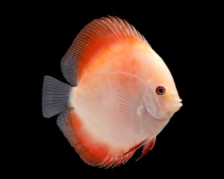 Discus Fish on Black Backgroung photo