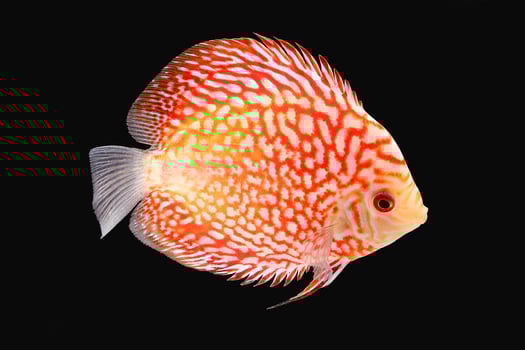 Discus Fish on Black Backgroung photo