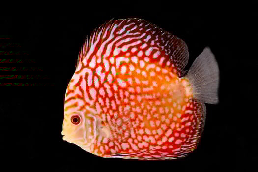 Discus Fish on Black Backgroung photo