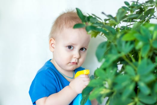 The child helps to take care of indoor plants. The boy sprays on the leaves with a bullet gun. Care of plants. photo