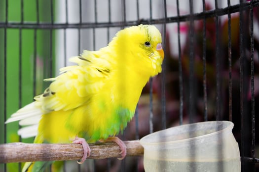 Yellow green parakeet bird in a cage photo