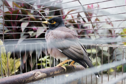 Nias starlings in a cage photo