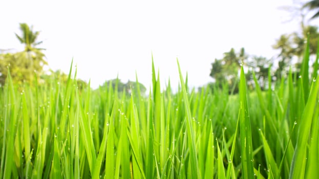 Green rice fields in the village photo