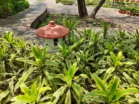 Plants In Garden View Photograph photo