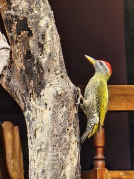 Streak-throated woodpecker hanging on a tree and eating insects photo