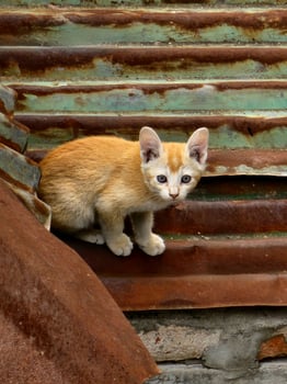 Orange cat on rooftop looking at the camera photo