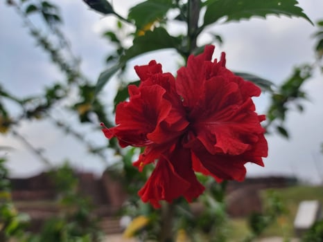 Hibiscus Flowers Paint the World with Joy photo