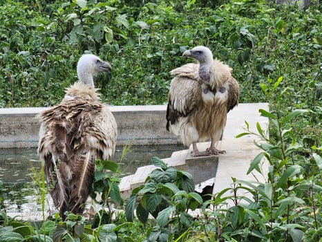 The Regal Presence of Vulture Birds photo